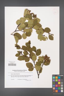 Alnus viridis [KOR 43348]