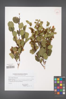 Alnus viridis [KOR 43789]