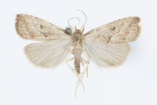 Hypenodes humidalis