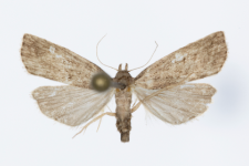 Hypenodes humidalis