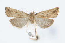 Hypenodes humidalis