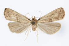 Hypenodes humidalis