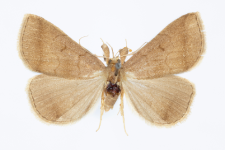 Zaclognatha lunalis