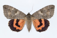 Catocala nupta