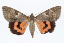 Catocala nupta