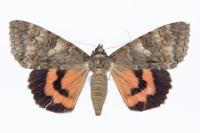 Catocala nupta