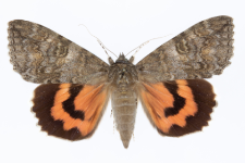 Catocala nupta