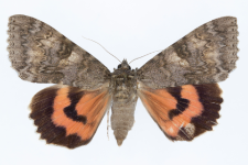 Catocala nupta