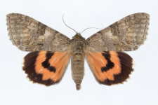 Catocala nupta