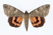 Catocala nupta