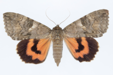 Catocala nupta