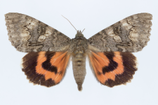 Catocala nupta