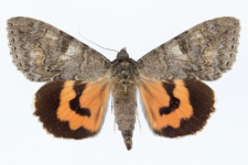 Catocala nupta
