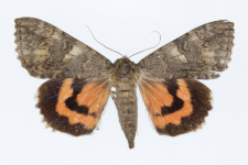 Catocala nupta