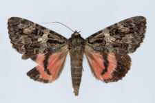 Catocala conjuncta