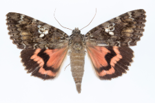 Catocala sponsa