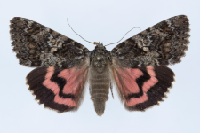 Catocala sponsa