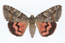 Catocala sponsa