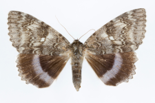 Catocala fraxini