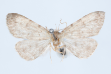 Orectis proboscidata