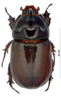 Oryctes nasicornis (Linnaeus, 1758)