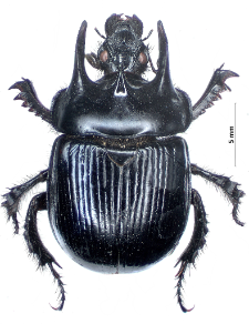 Typhaeus typhoeus (Linnaeus, 1758)