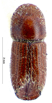 Ips amitinus (W. Eichhoff, 1872)