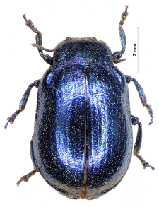 Linaeidea