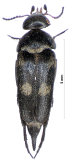 Variimorda