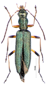 Chrysanthia