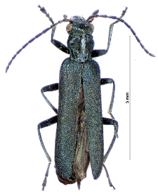 Ischnomera