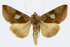 Autographa bractea