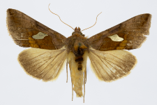 Autographa bractea