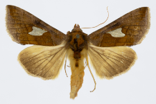 Autographa bractea