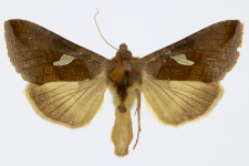 Autographa bractea