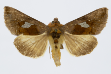 Autographa bractea