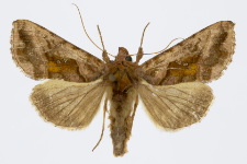 Autographa jota