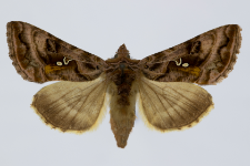 Autographa pulchrina