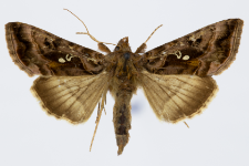 Autographa pulchrina