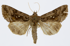Autographa pulchrina