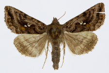 Autographa pulchrina