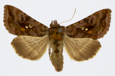 Autographa pulchrina