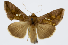 Chrysodeix chalcites