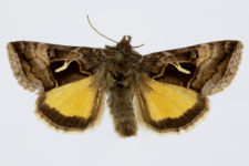 Syngrapha hochenwarthi