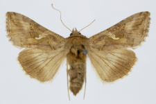 Trichoplusia ni