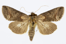 Abrostola asclepiadis
