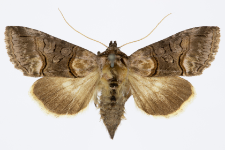 Abrostola asclepiadis