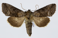 Abrostola asclepiadis