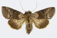 Abrostola asclepiadis