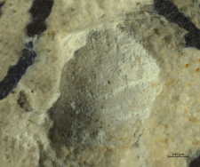 Goniodromites kubai